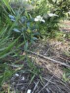 Image of Moraea cantharophila Goldblatt & J. C. Manning