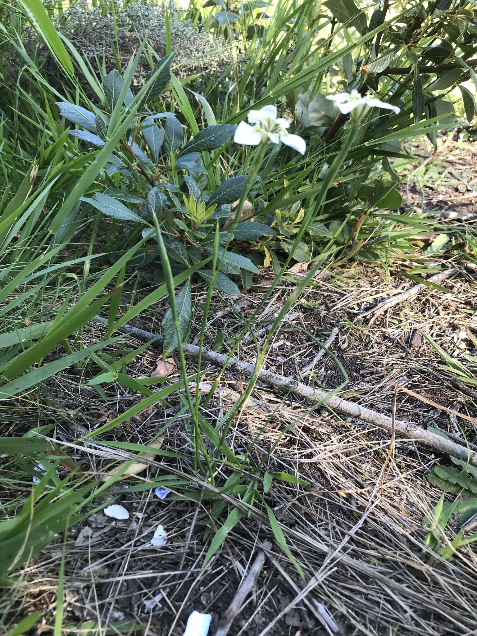 Image of Moraea cantharophila Goldblatt & J. C. Manning