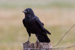 Слика од Corvus coronoides Vigors & Horsfield 1827