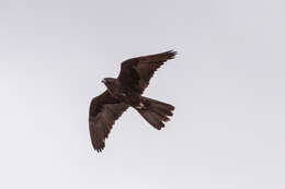 Image of Black Falcon