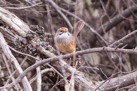 Image of Striated Grasswren