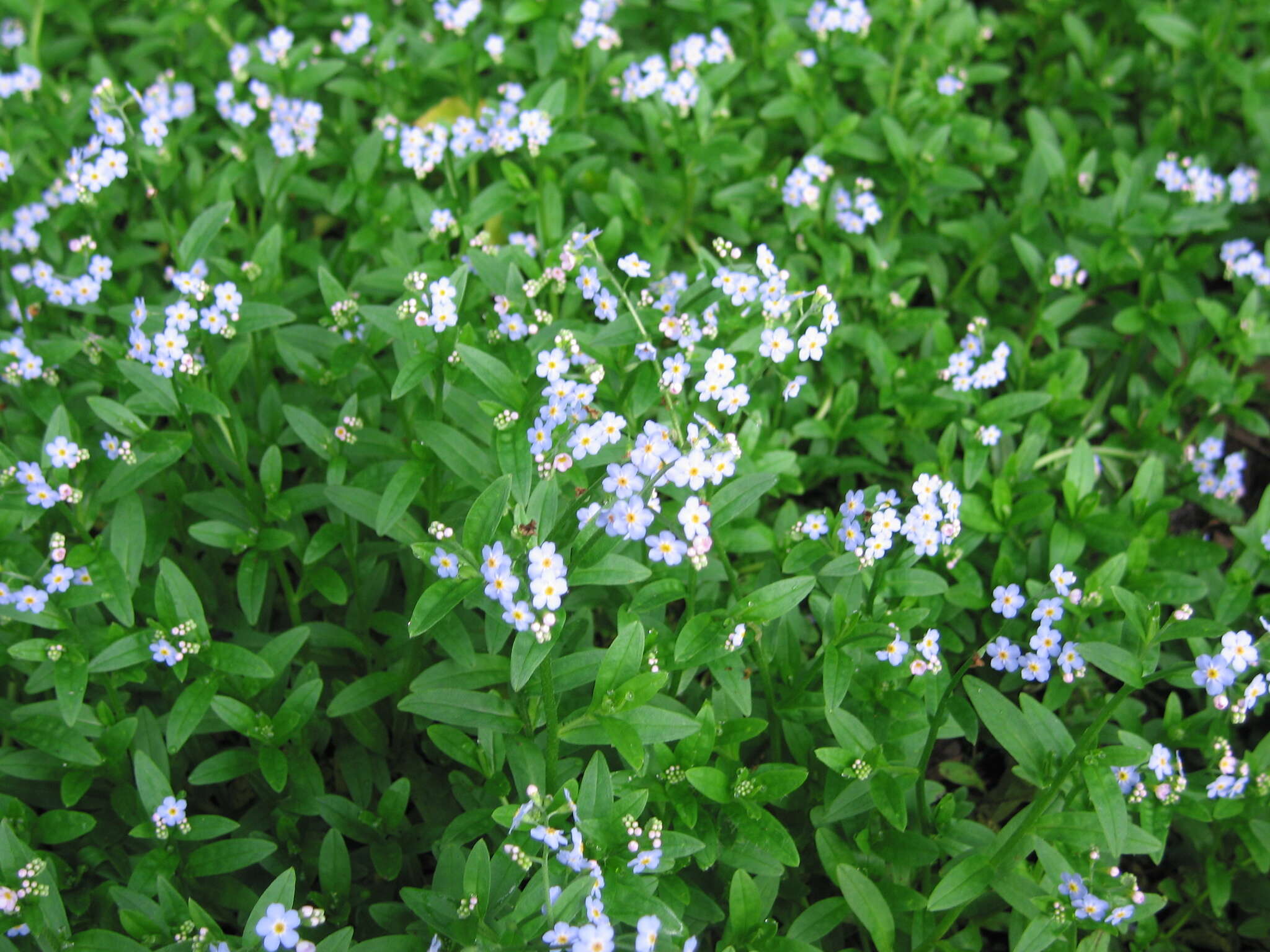 Image of true forget-me-not