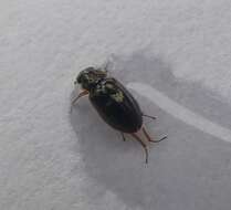 Image of Reefton water beetle