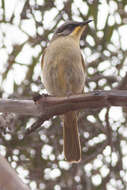 صورة Lichenostomus cratitius (Gould 1841)