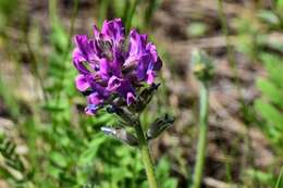 Image de Oxytropis campanulata Vassilcz.