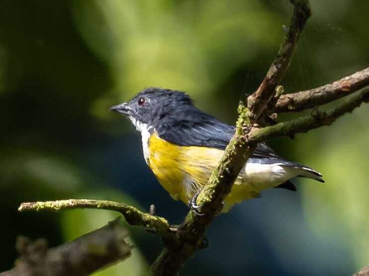 Image of Legge's Flowerpecker