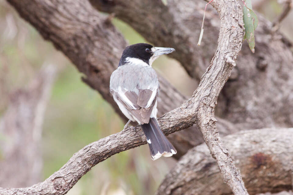 Image of Grey Butcherbird