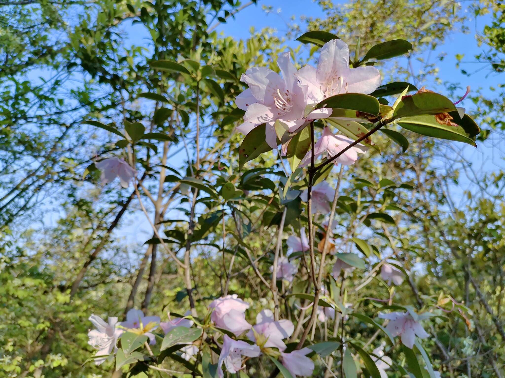 Imagem de Rhododendron ovatum (Lindl.) Planch. ex Maxim.