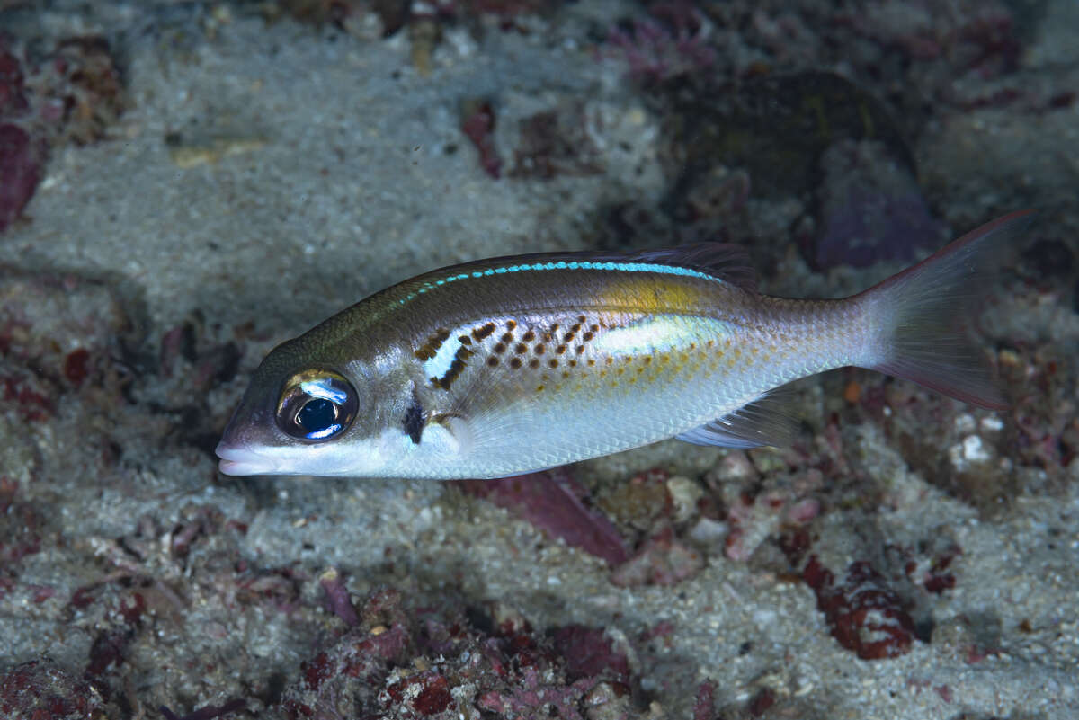 Image of Blue-stripe spinecheek