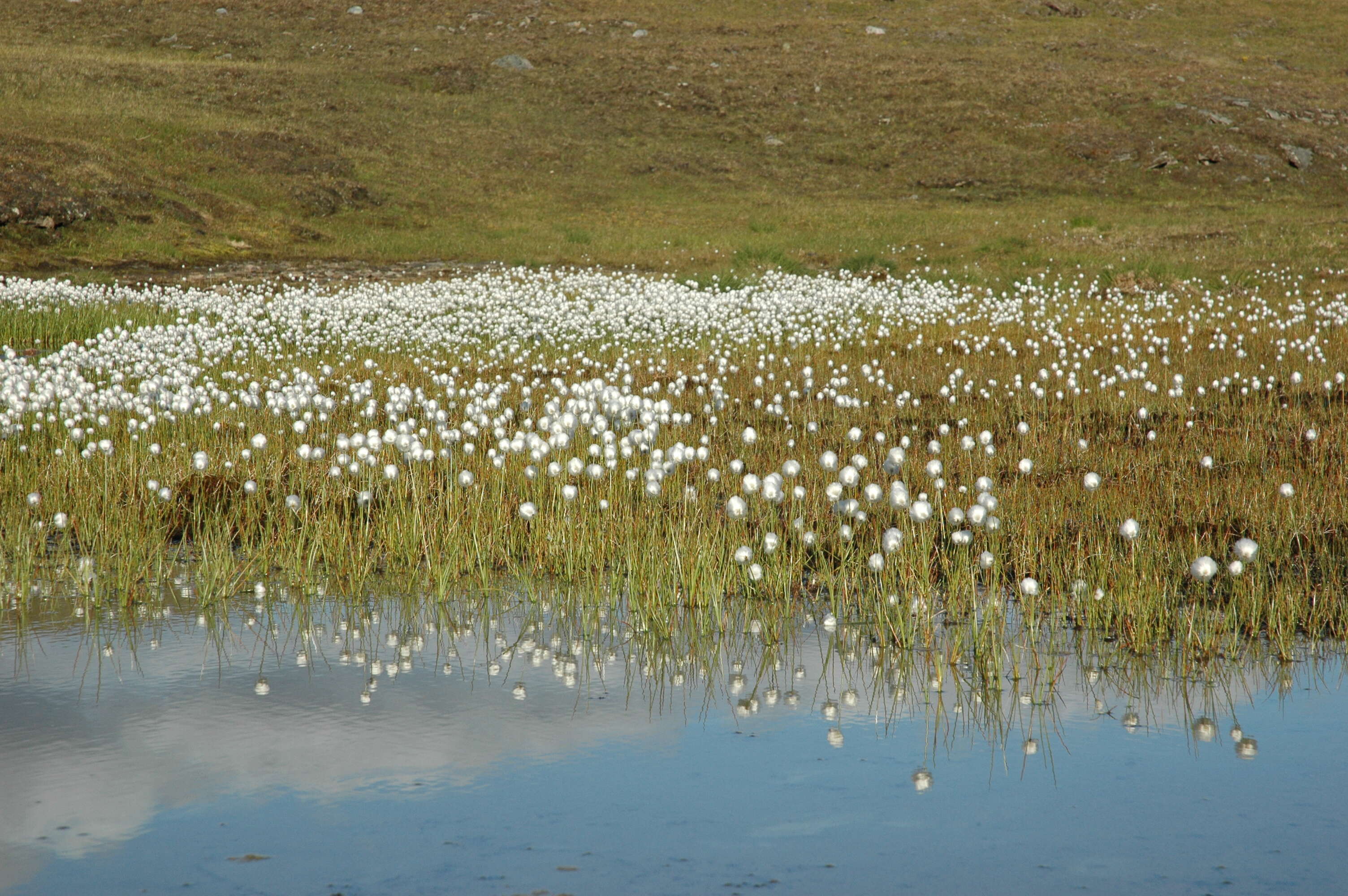 Plancia ëd Eriophorum scheuchzeri Hoppe