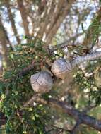 Image of Santa Cruz Cypress