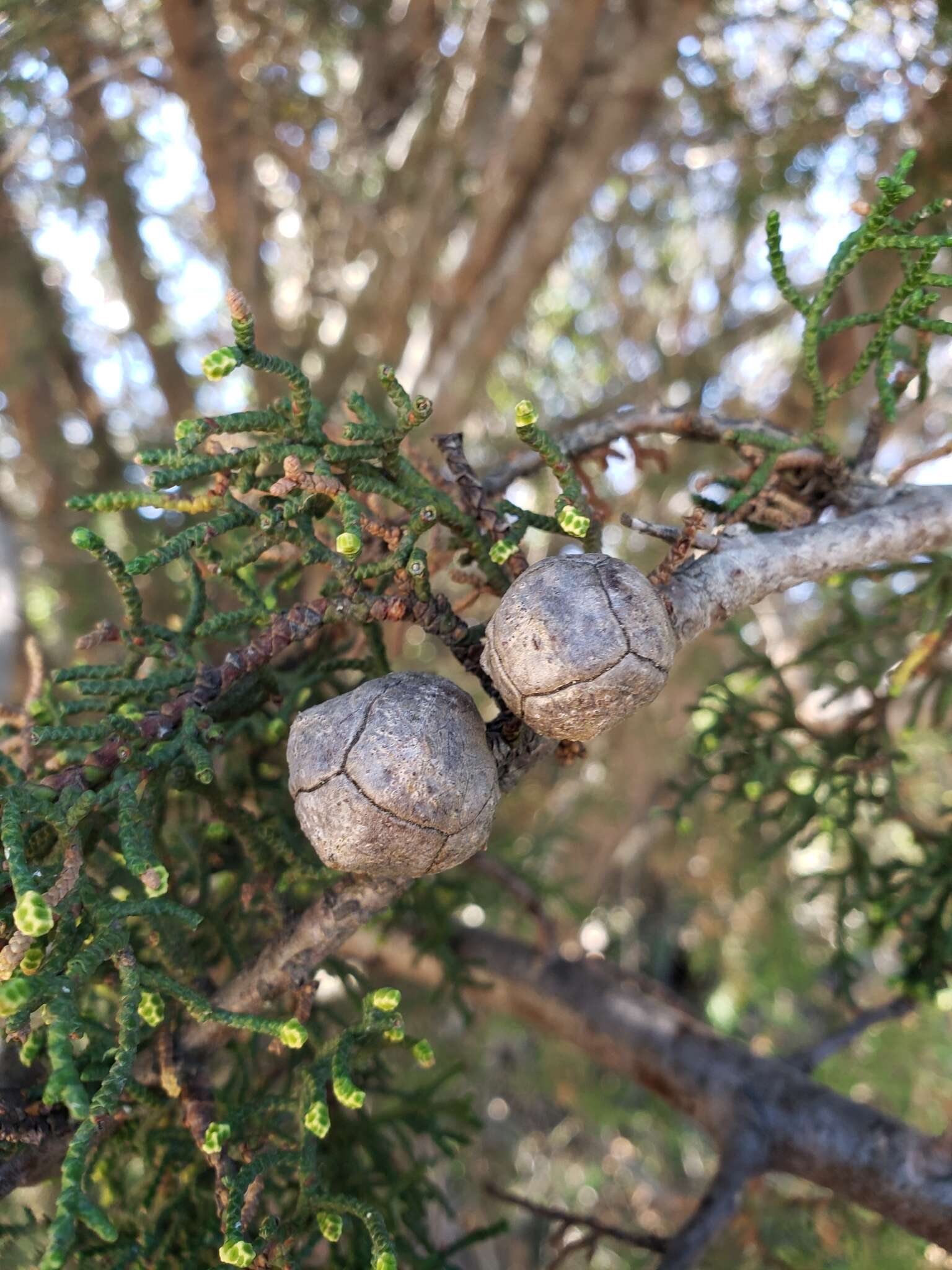 Cupressus goveniana var. abramsiana (C. B. Wolf) Little resmi