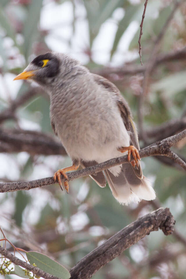 Image of Noisy Miner