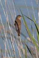 Image of Australian Reed Warbler