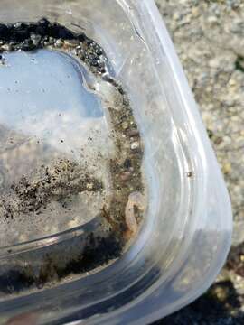 Image of Clark's footless sea cucumber