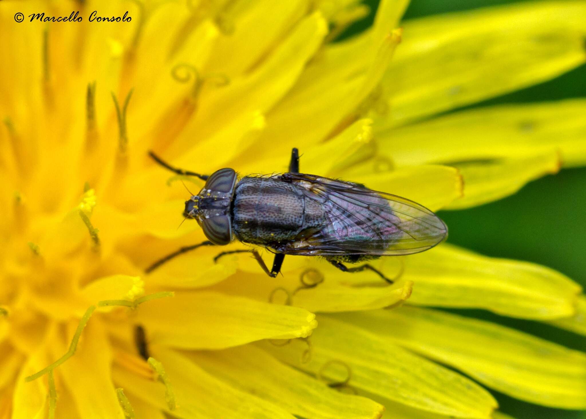 Stomorhina lunata (Fabricius 1805) resmi