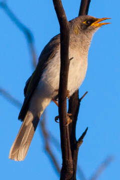 Image of Black-eared Miner