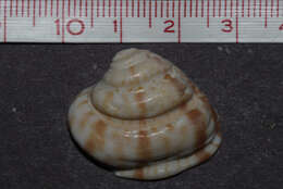 Lirophora varicosa (G. B. Sowerby II 1853) resmi