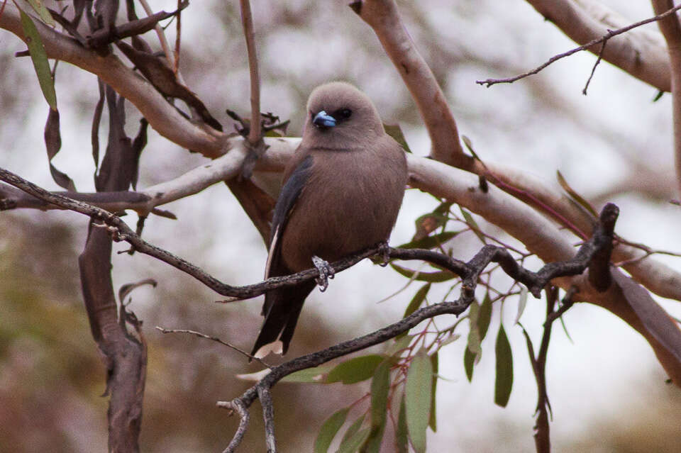 Image of Dusky Woodswallow