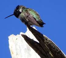 Image of Calypte Gould 1856