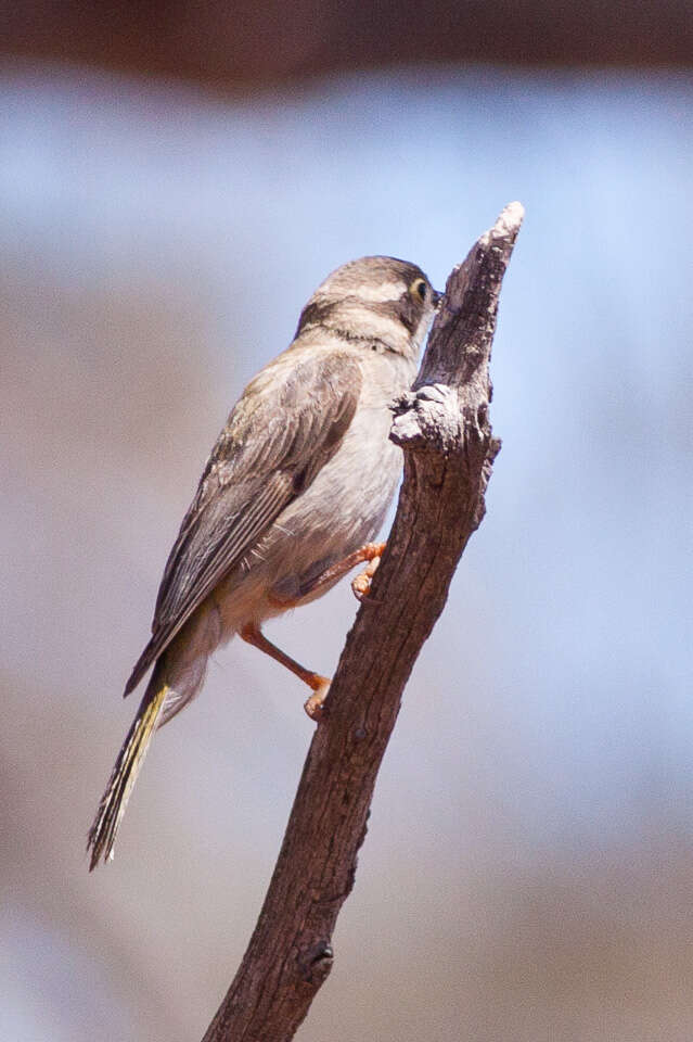 Image of Brown-headed Honeyeater