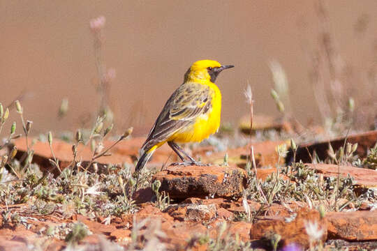 Image of Orange Chat