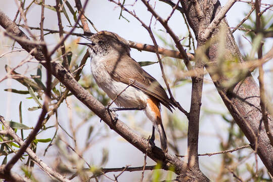 Image of Chestnut-rumped Thornbill