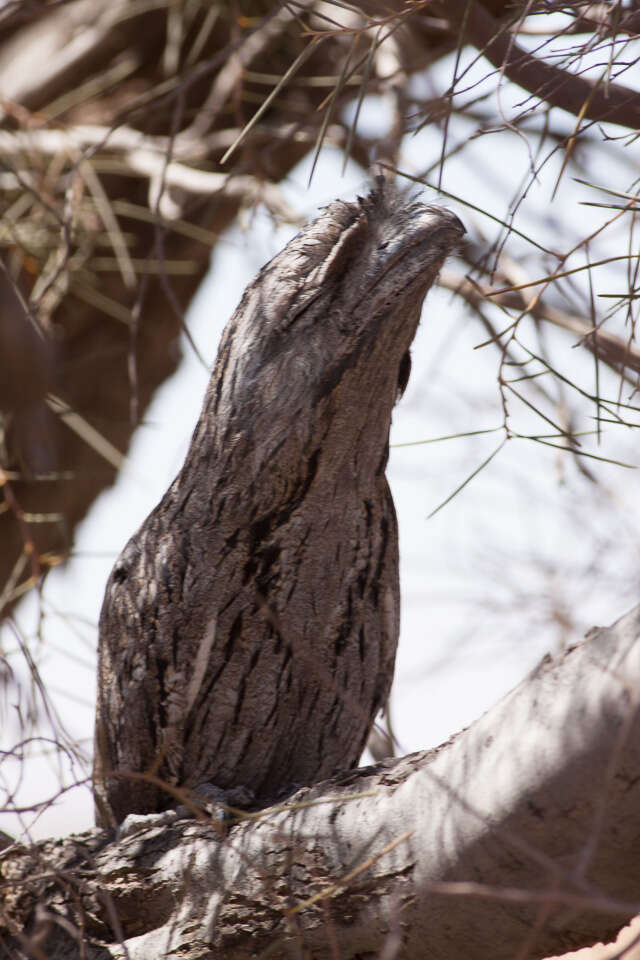 Image of Tawny Frogmouth