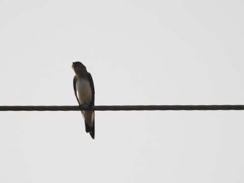 Image of Grey-throated Martin