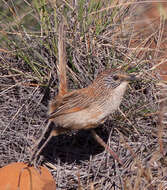 Image of Short-tailed Grasswren