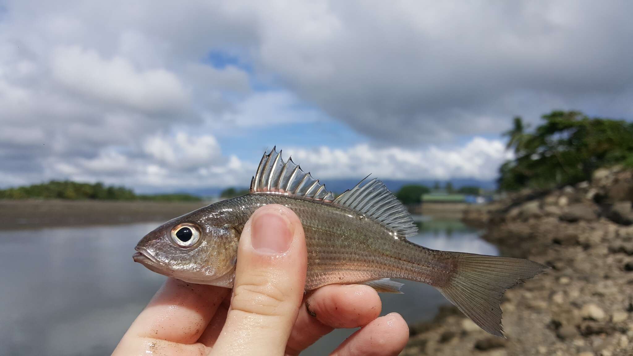 Image of Elongate grunt