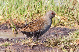 Image of Australian Crake