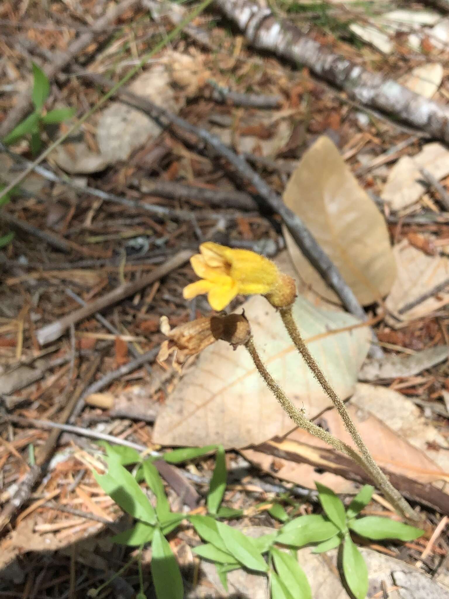 Image of Aphyllon epigalium subsp. epigalium