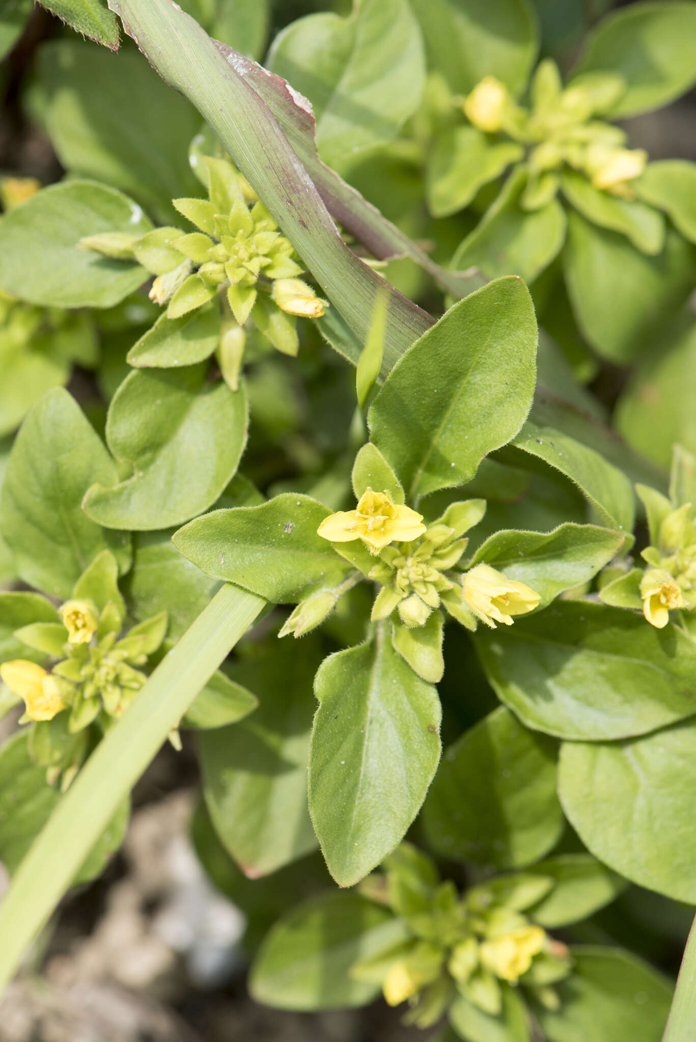 Plancia ëd Lysimachia remota Petitm.