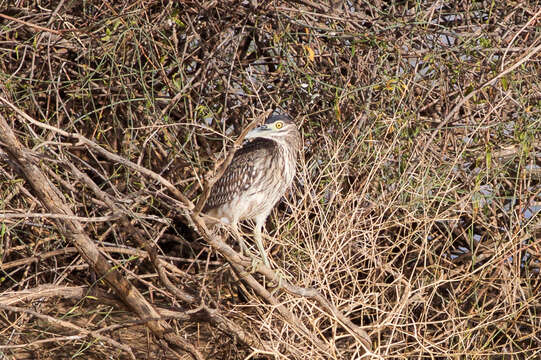 Image of Nankeen Night Heron