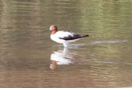 Image of Australian Red-necked Avocet