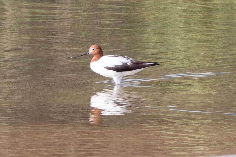 Image of Australian Red-necked Avocet