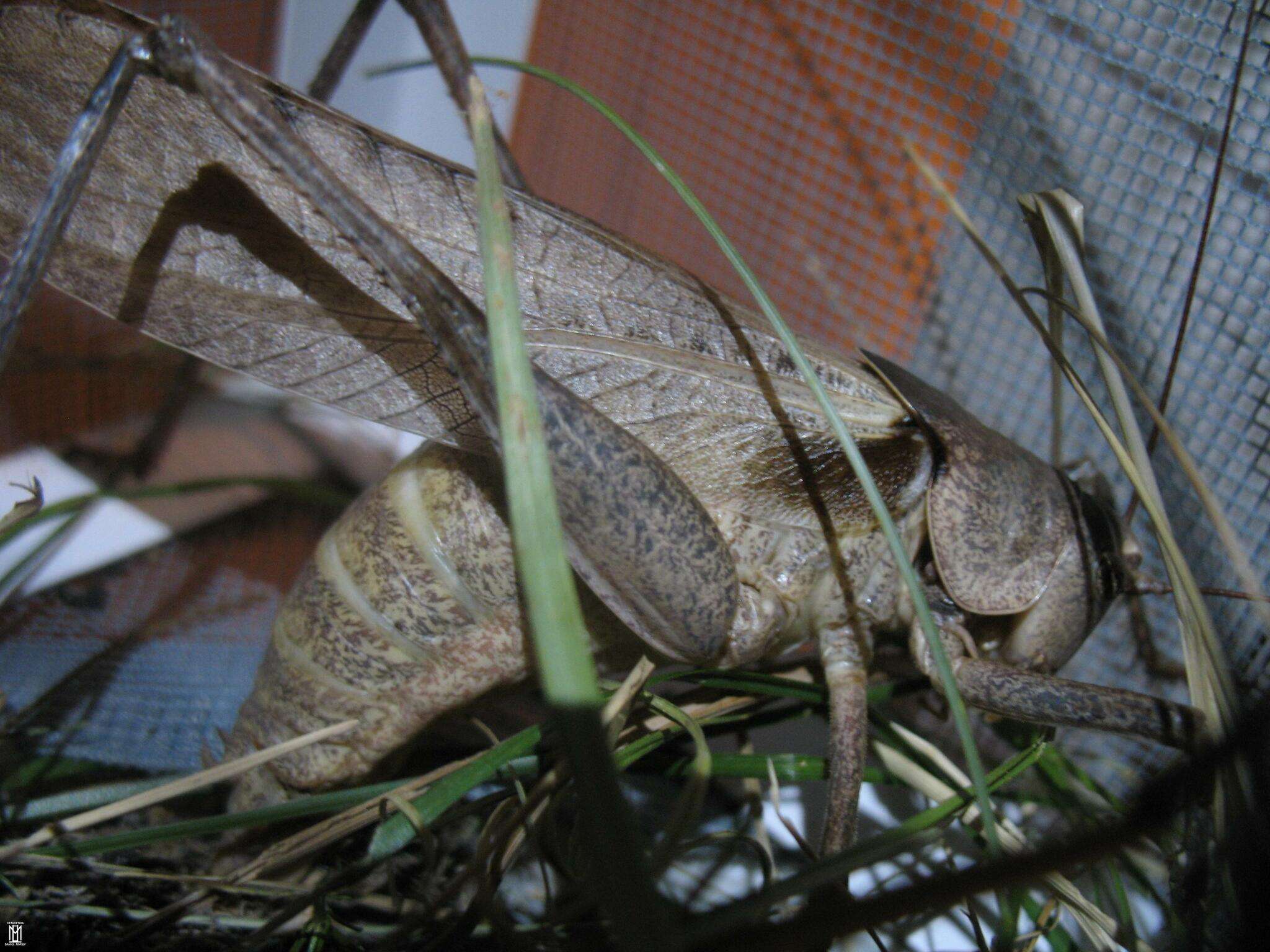 Image of Drymadusa dorsalis limbata Brunner von Wattenwyl 1882