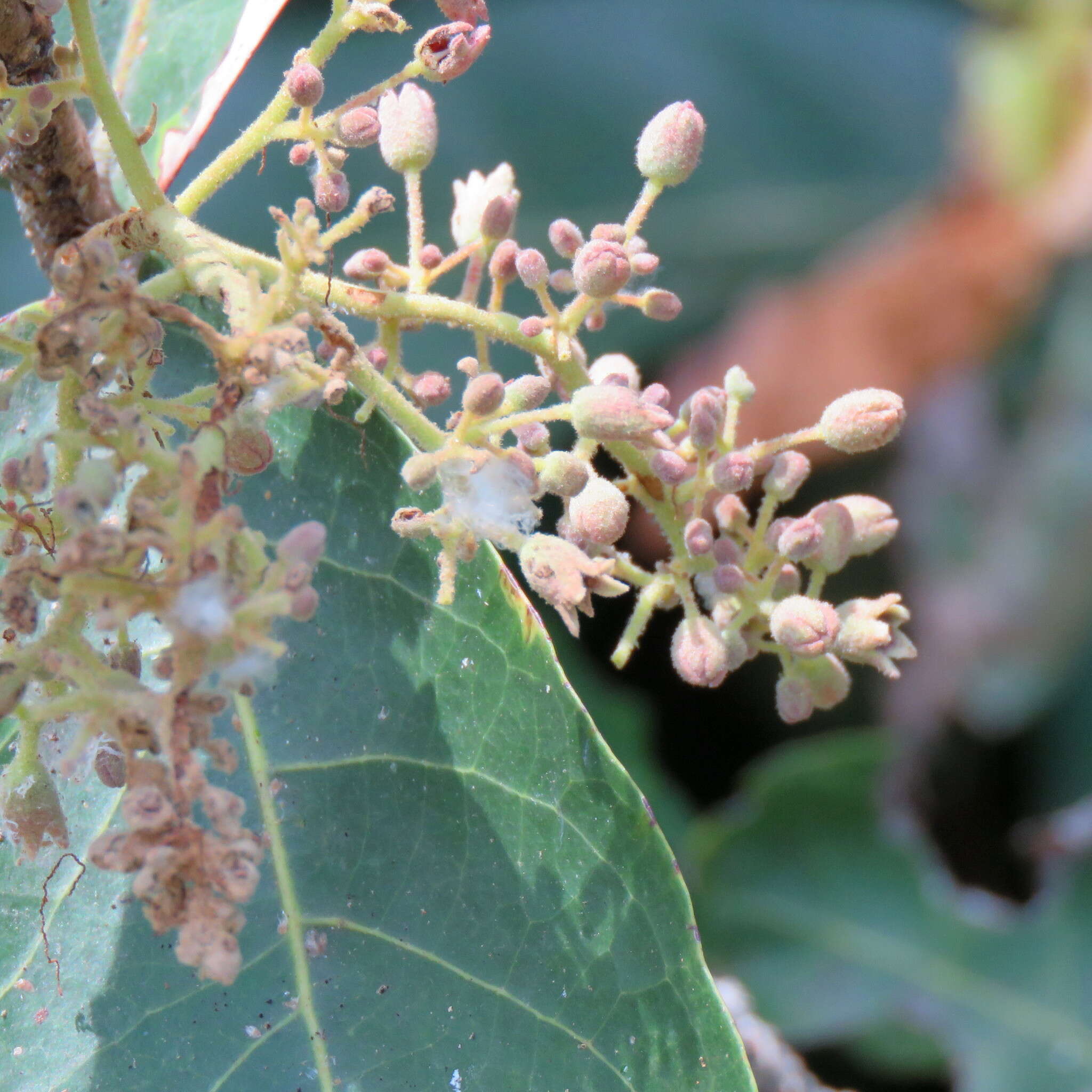 Image of Sundari tree