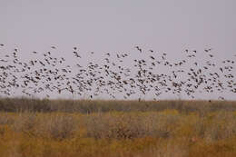 Image of Flock Bronzewing