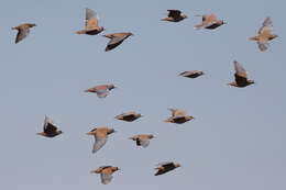 Image of Flock Bronzewing