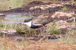 Erythrogonys Gould 1838 resmi