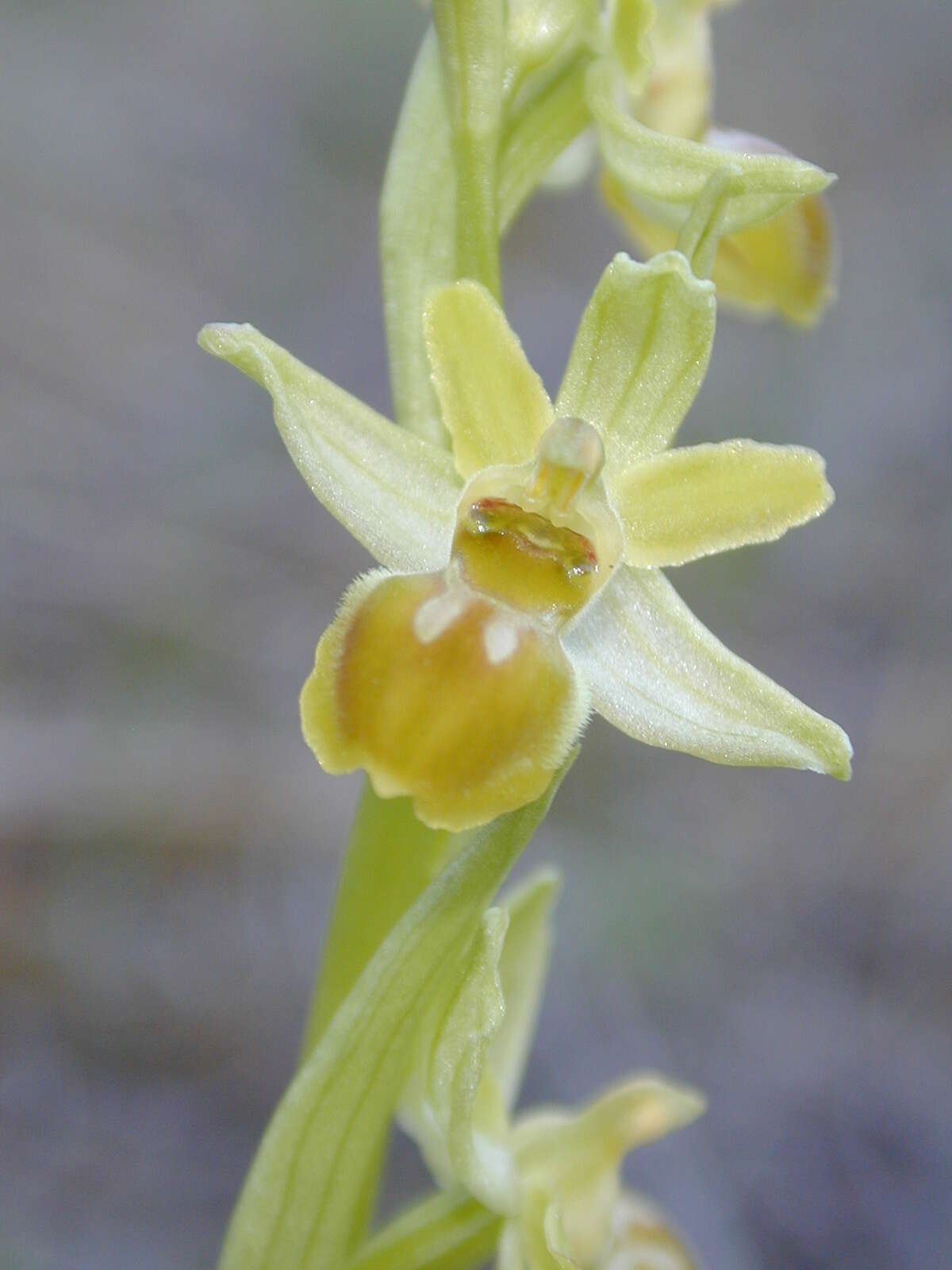 Image of Ophrys sphegodes subsp. araneola (Rchb.) M. Laínz