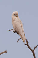 Image of Little Corella