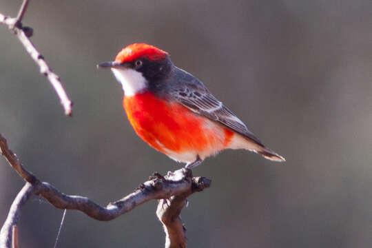 Image of Crimson Chat