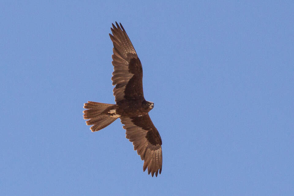 Image of Black Falcon