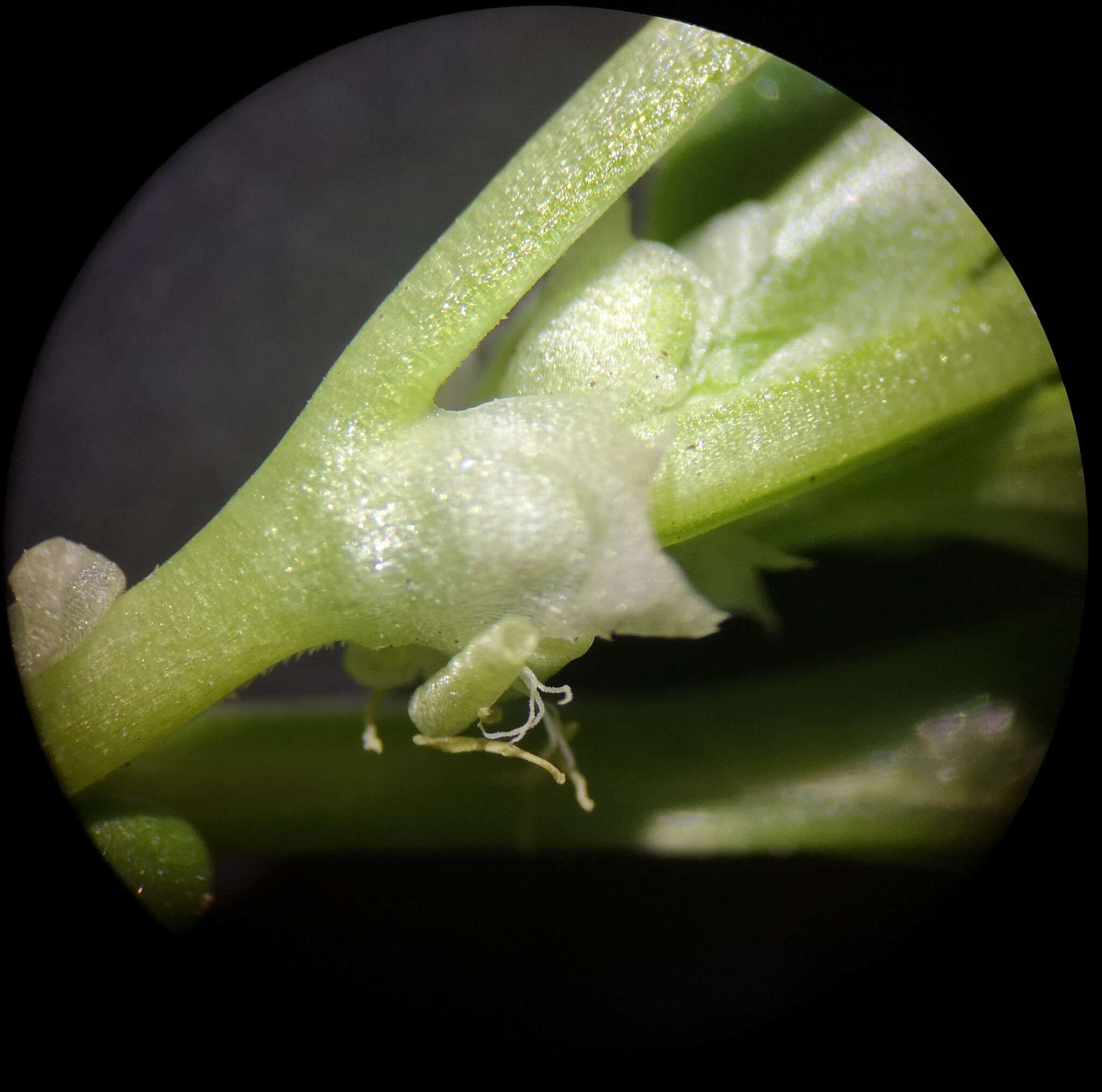 Image of Theligonum cynocrambe L.