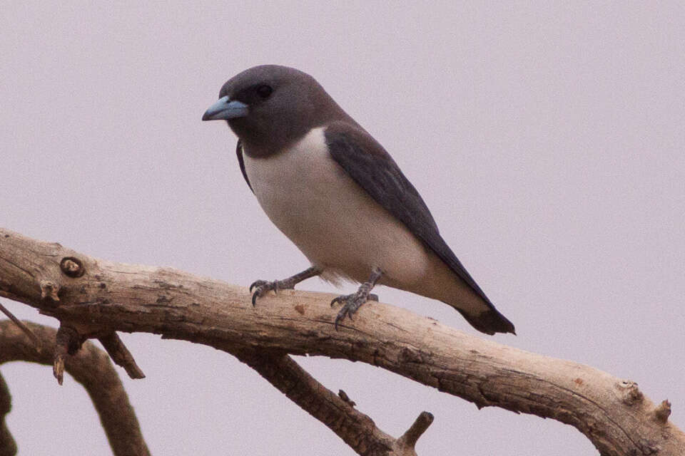 Image of White-breasted Woodswallow