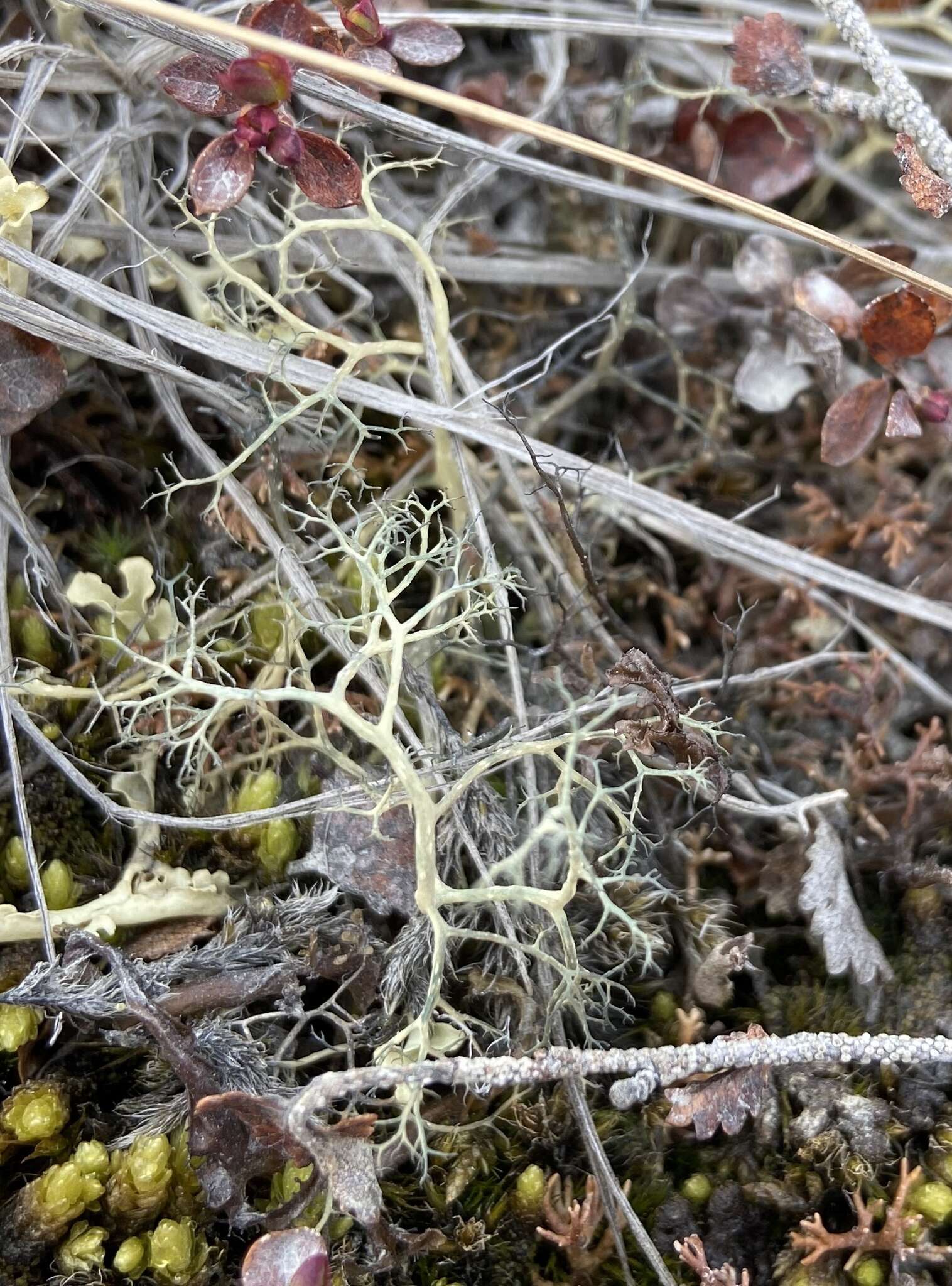 Image of witch's hair lichen