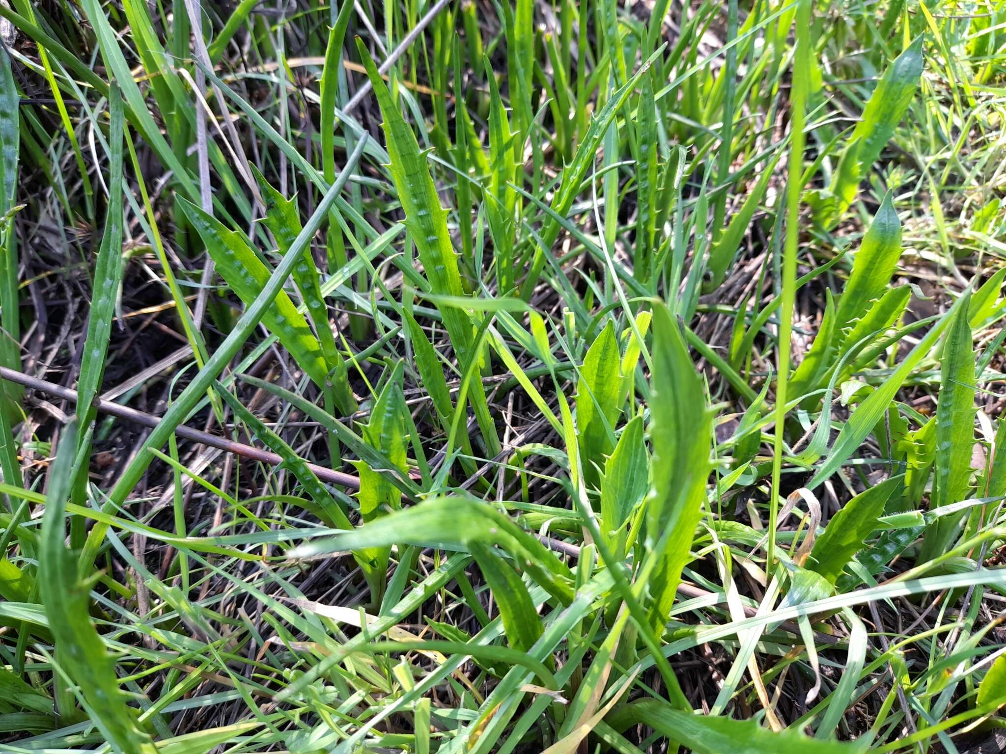 Eryngium vesiculosum Labill. resmi